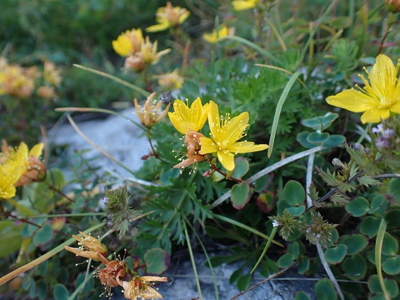 Hypericum nummularium photo 3