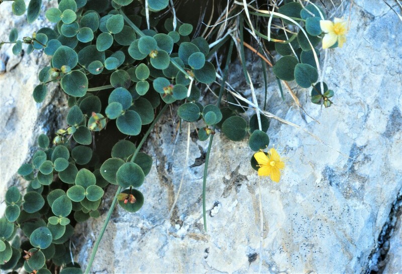 Hypericum nummularium photo 4