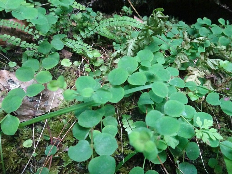 Hypericum nummularium photo 5