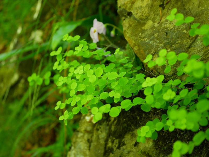Hypericum nummularium photo 6