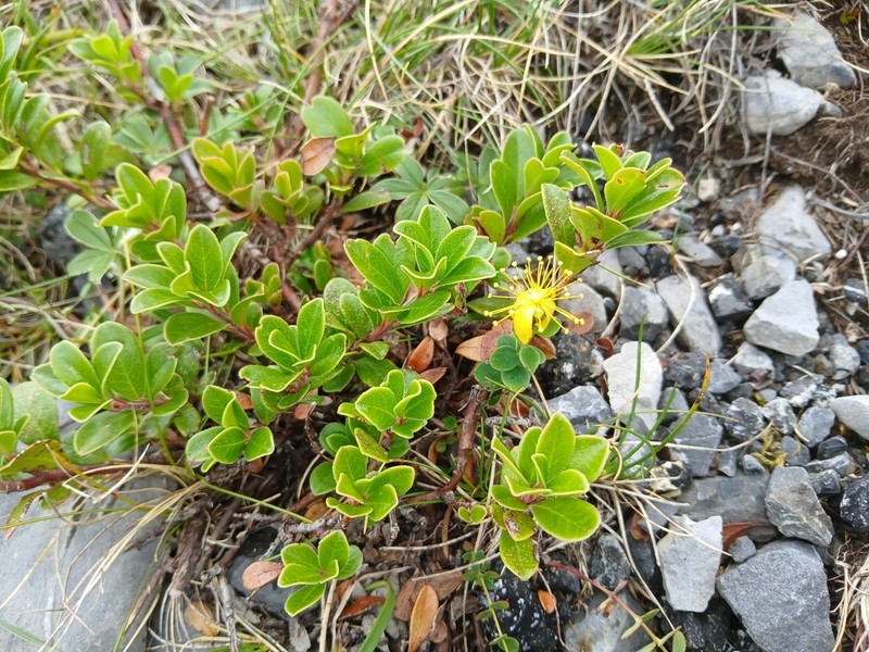 Hypericum nummularium photo 7