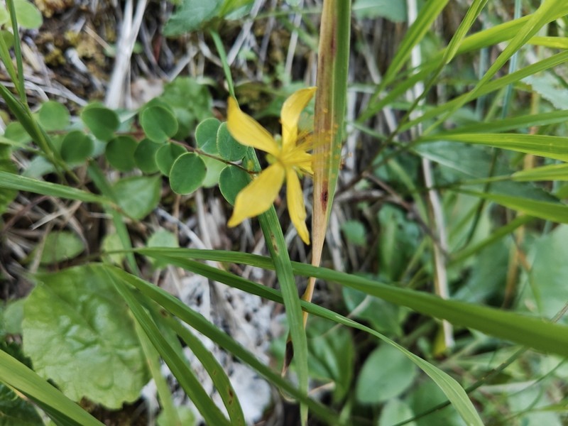Hypericum nummularium photo 8