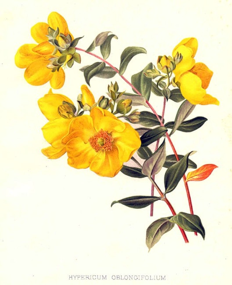 Hypericum oblongifolium