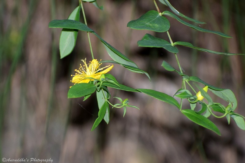 Hypericum oblongifolium photo 2