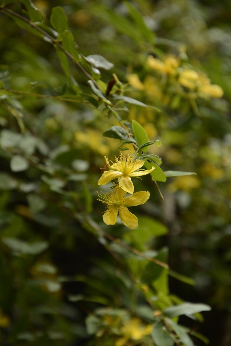 Hypericum oblongifolium photo 3