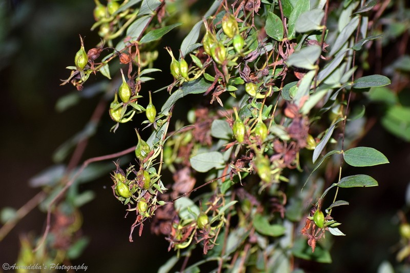 Hypericum oblongifolium photo 4