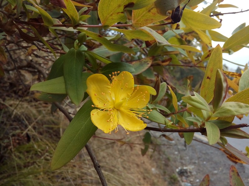 Hypericum oblongifolium photo 5