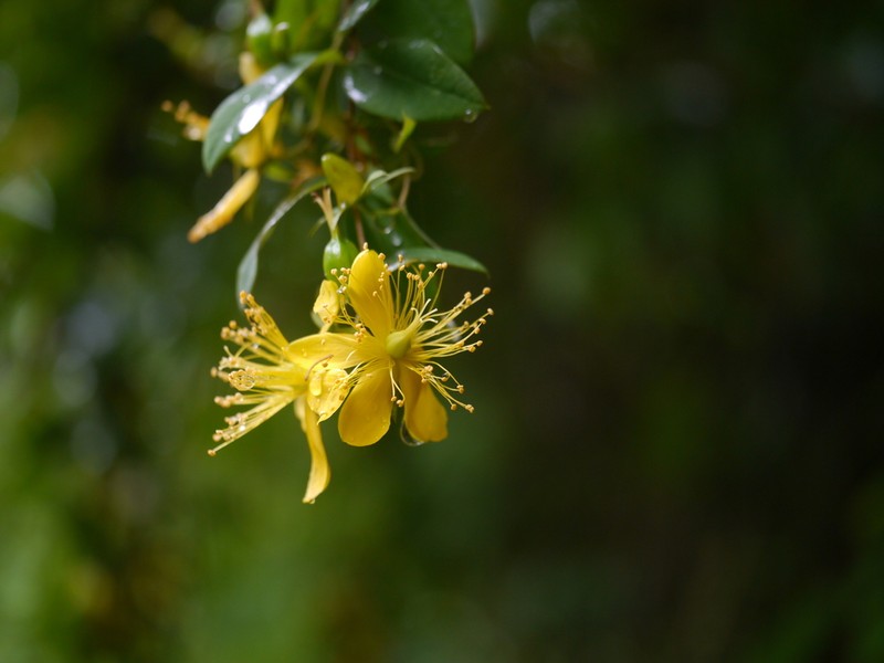 Hypericum oblongifolium photo 6