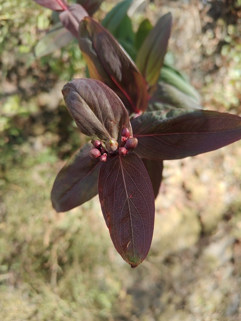 Hypericum oblongifolium photo 7