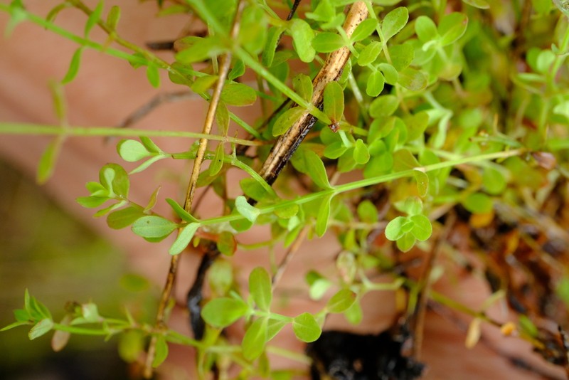 Hypericum oligandrum