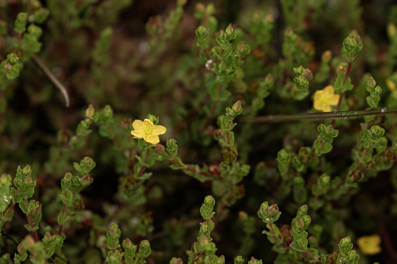 Hypericum oligandrum photo 2