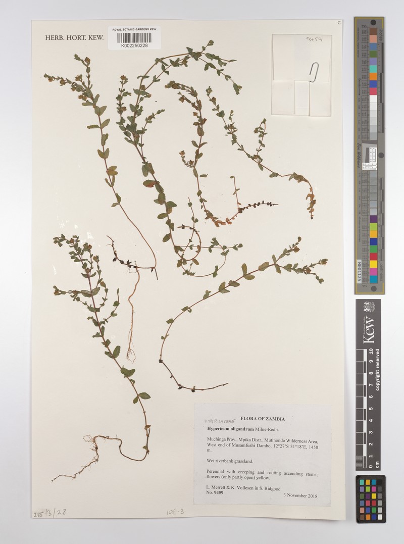 Hypericum oligandrum photo 3