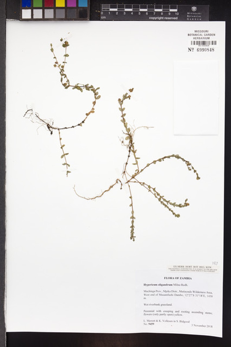 Hypericum oligandrum photo 4