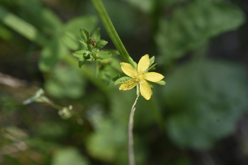 Hypericum oliganthum photo 2