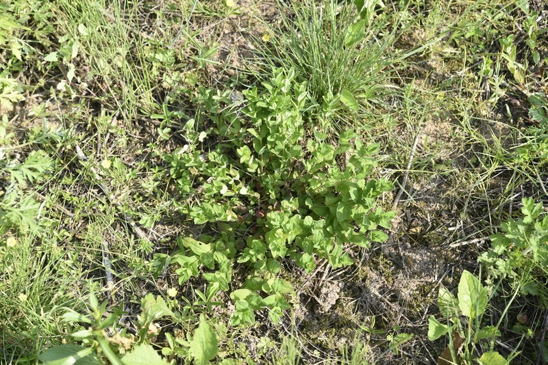 Hypericum oliganthum photo 3