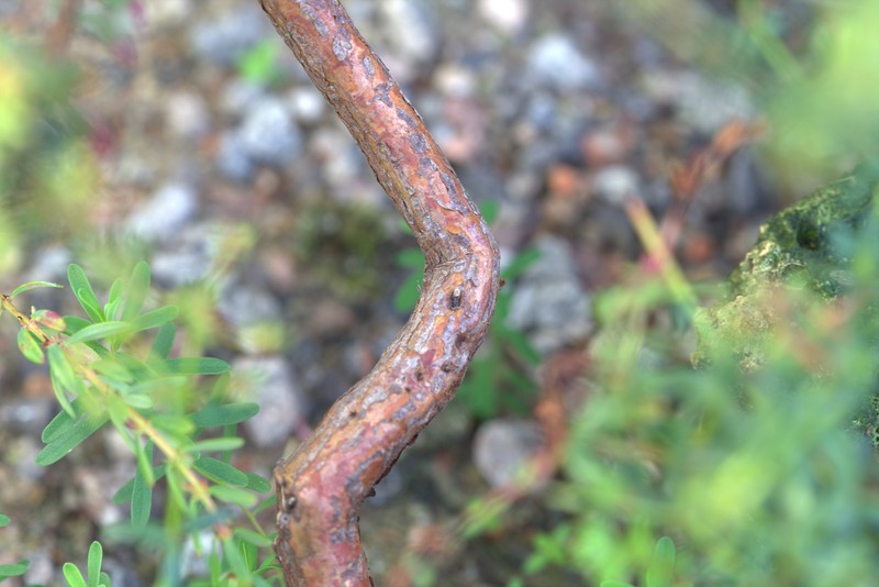 Hypericum oliganthum