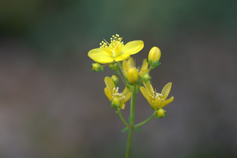 Hypericum oliganthum photo 4
