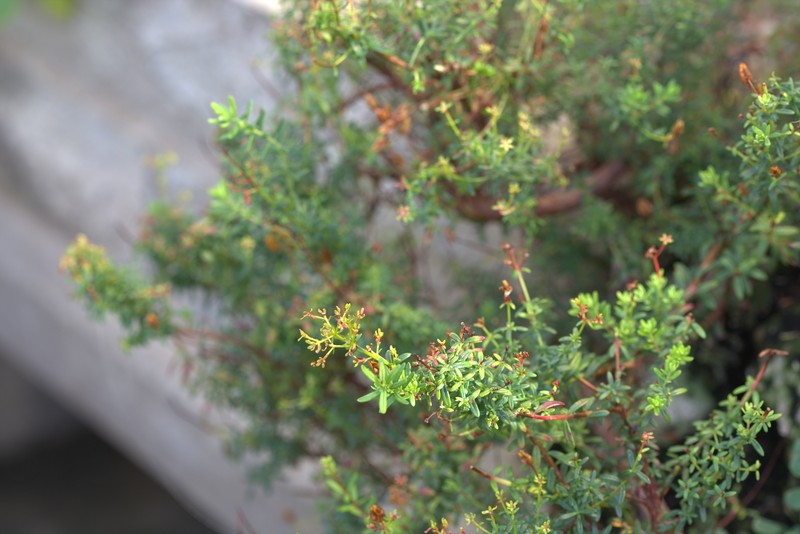 Hypericum oliganthum photo 5