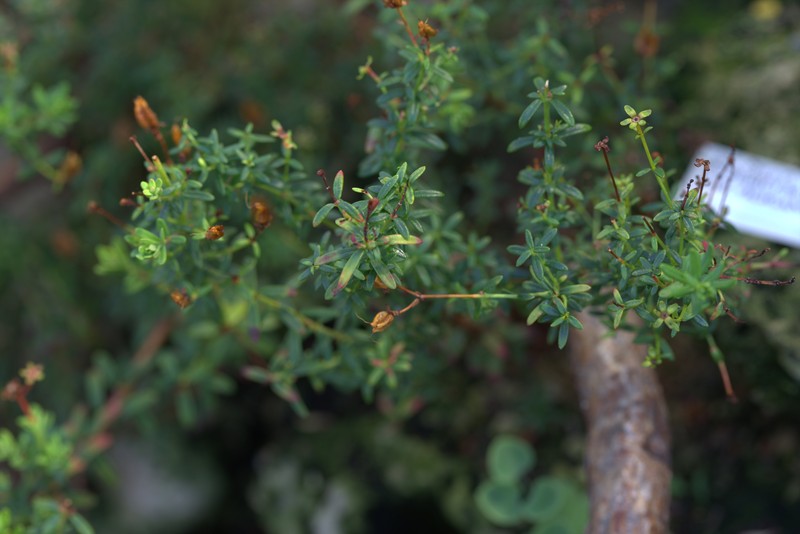 Hypericum oliganthum photo 6