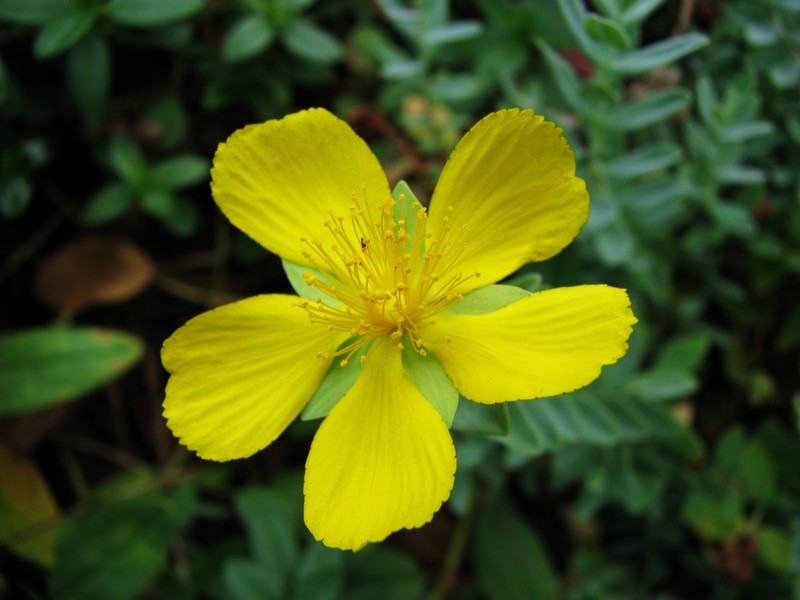 Hypericum olympicum