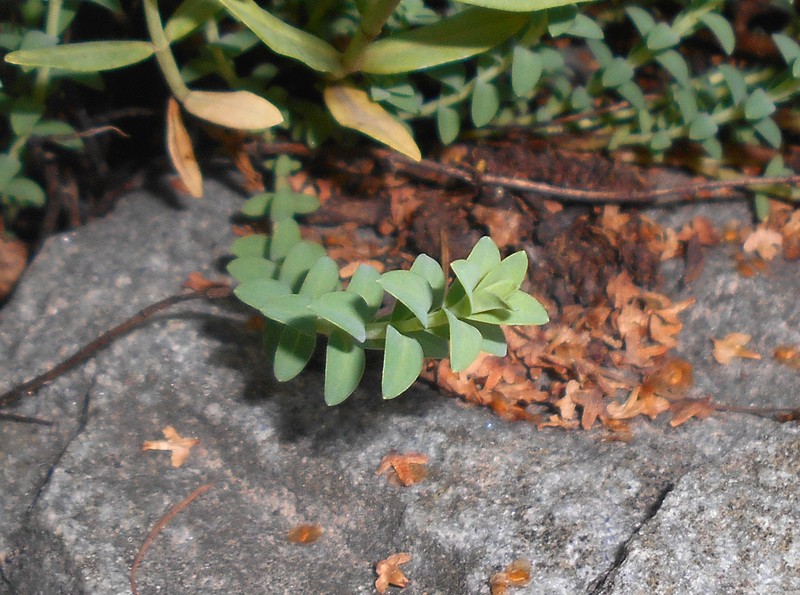 Hypericum olympicum photo 2