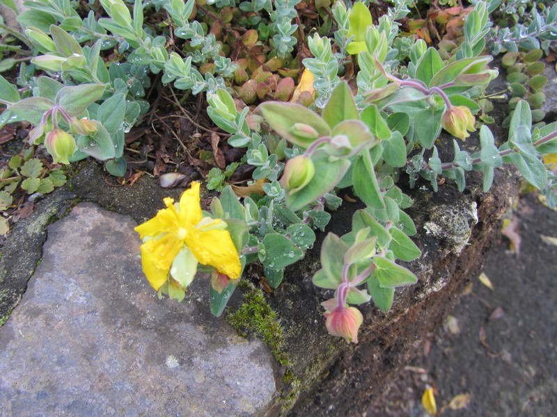 Hypericum olympicum photo 3