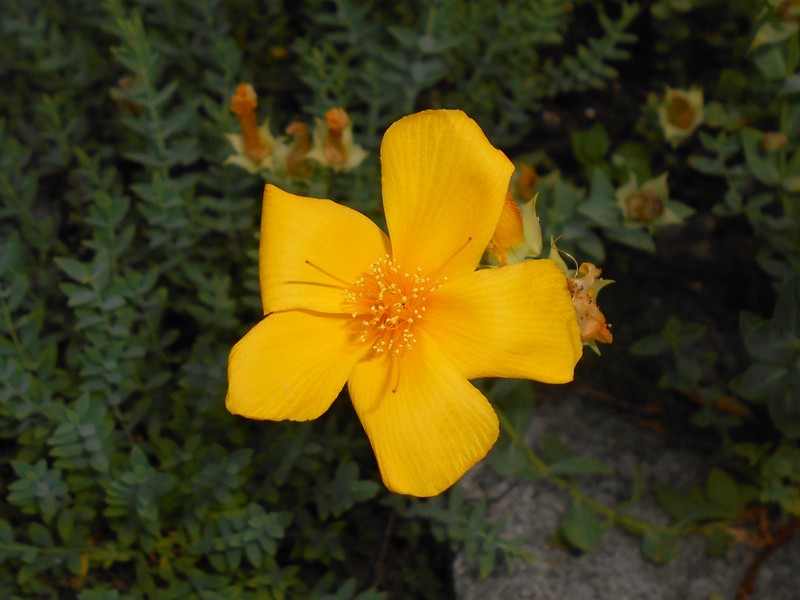 Hypericum olympicum photo 4