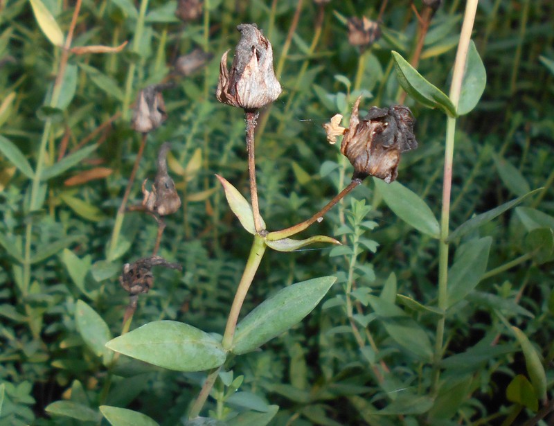 Hypericum olympicum photo 5
