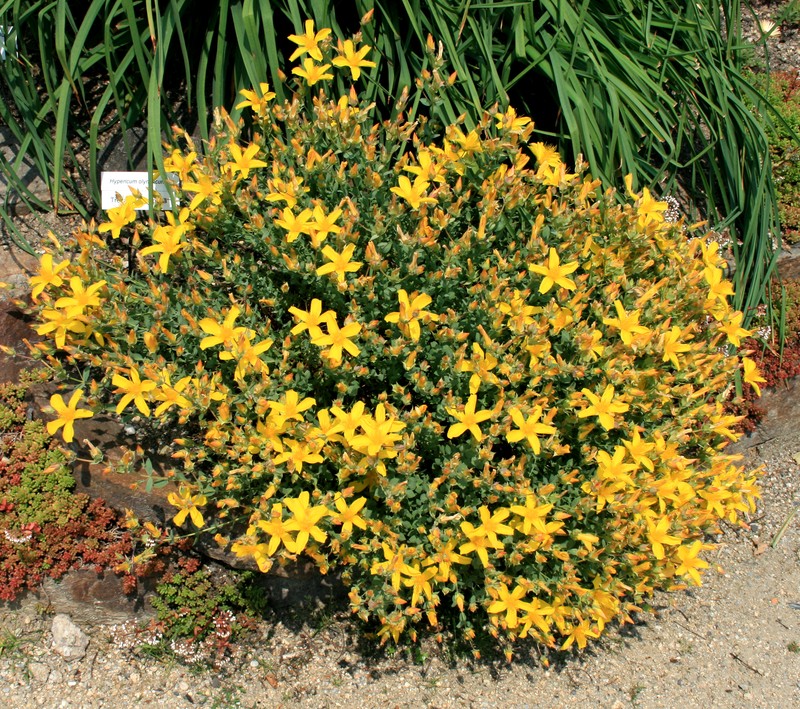 Hypericum olympicum photo 6