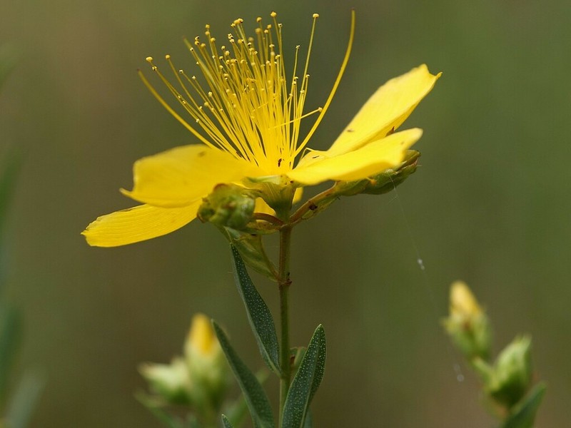 Hypericum olympicum photo 7