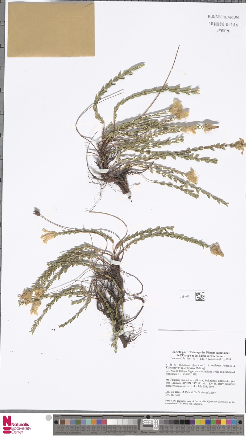Hypericum olympicum f. uniflorum