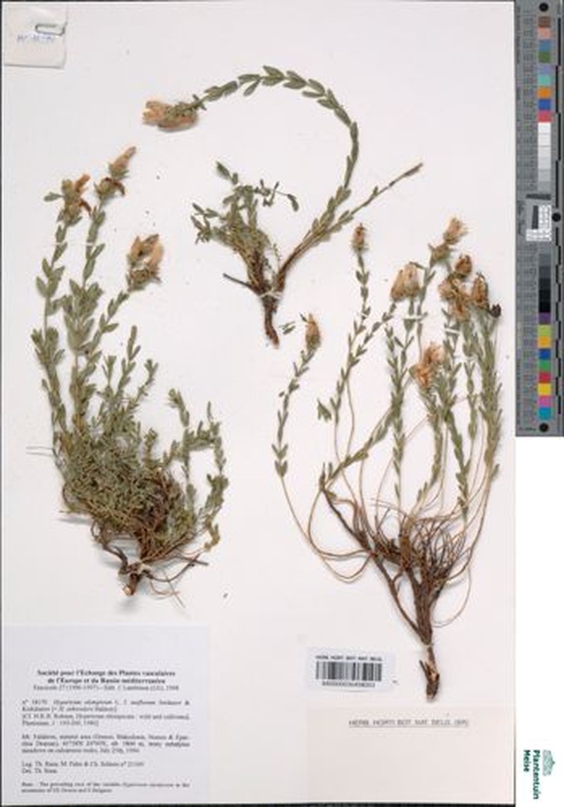 Hypericum olympicum f. uniflorum photo 3