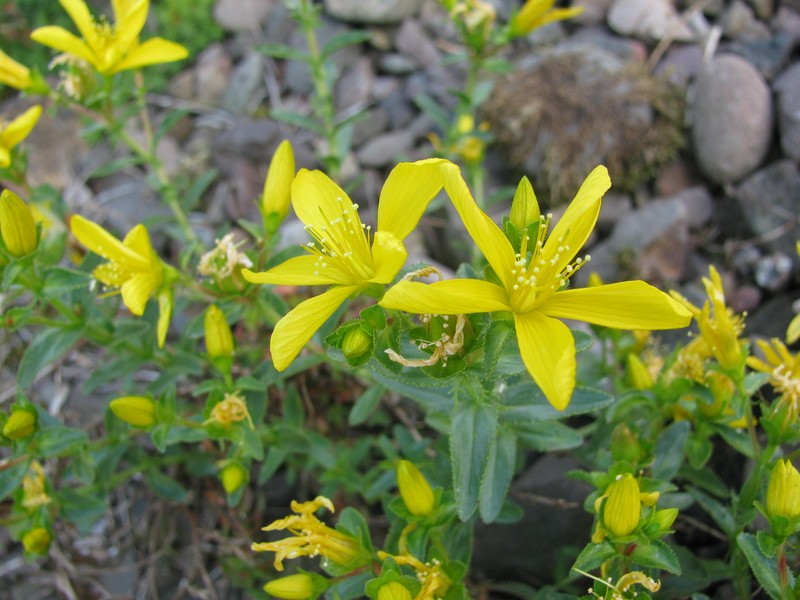 Hypericum orientale