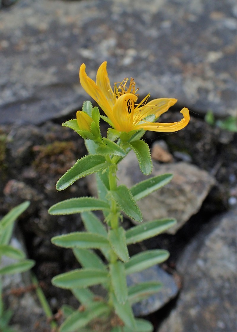 Hypericum orientale photo 2