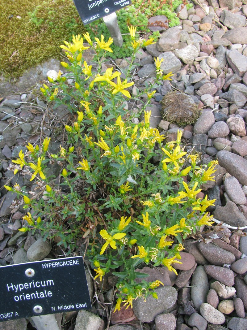 Hypericum orientale photo 3