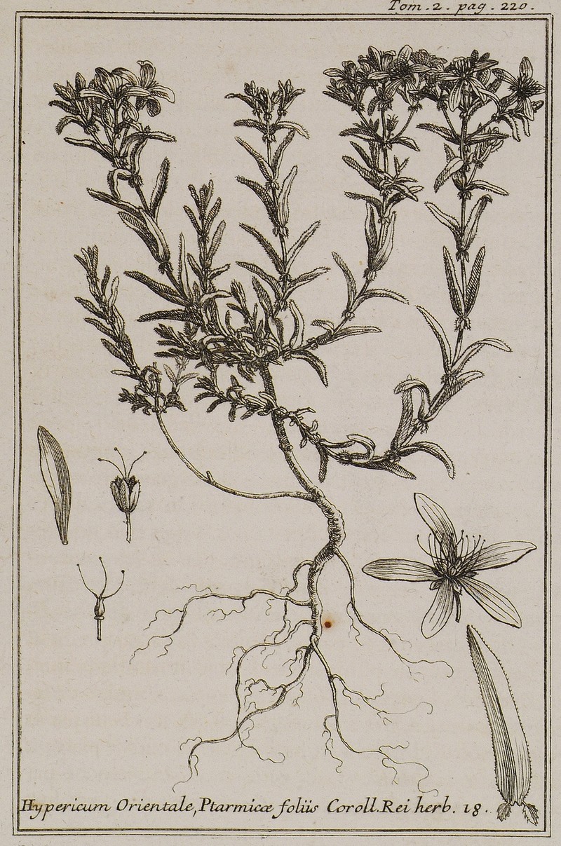 Hypericum orientale photo 4