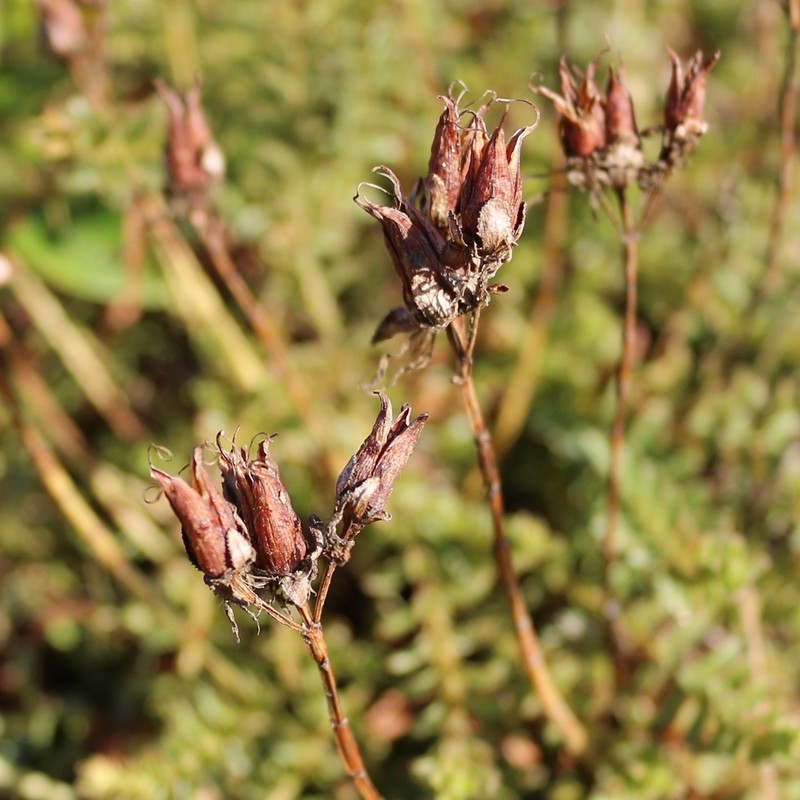 Hypericum orientale photo 5