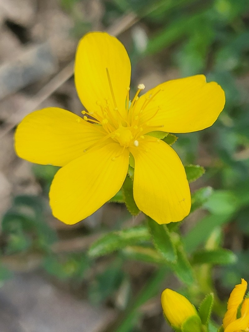 Hypericum orientale photo 6