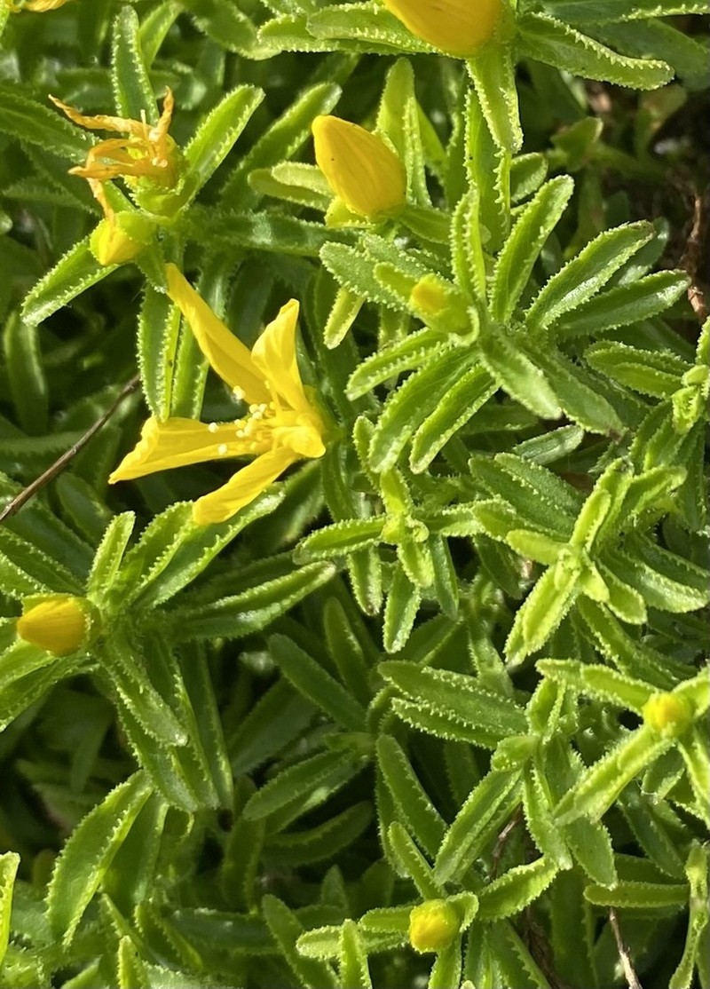 Hypericum orientale photo 7