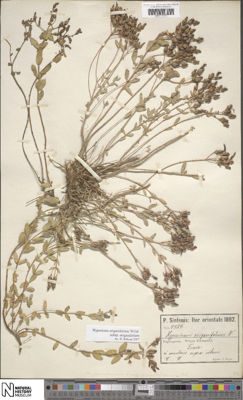 Hypericum origanifolium