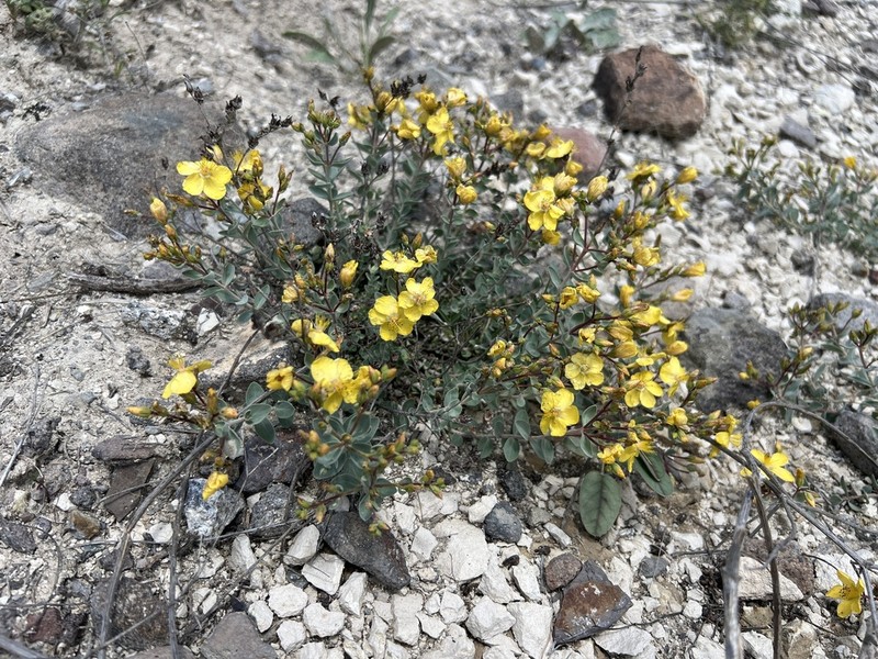 Hypericum origanifolium photo 2