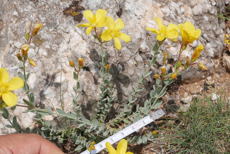 Hypericum origanifolium photo 3