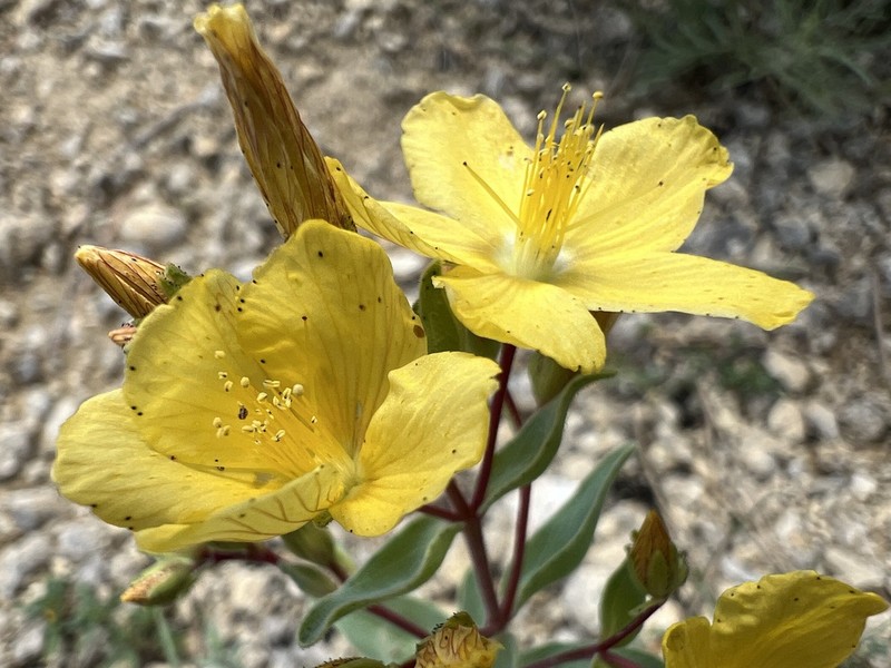 Hypericum origanifolium photo 4