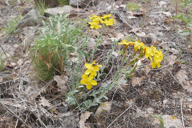 Hypericum origanifolium photo 5
