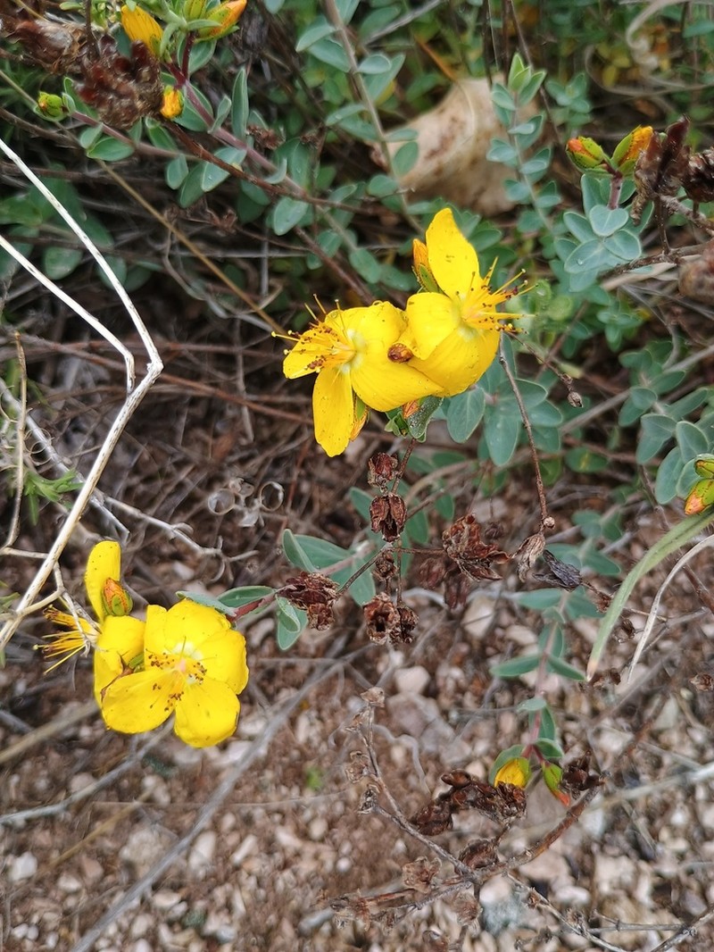 Hypericum origanifolium photo 6