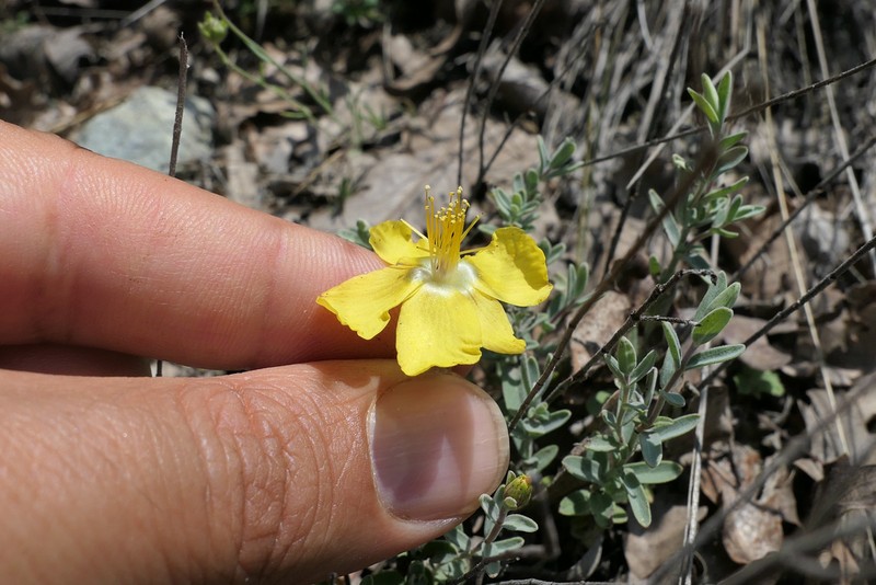 Hypericum origanifolium photo 7