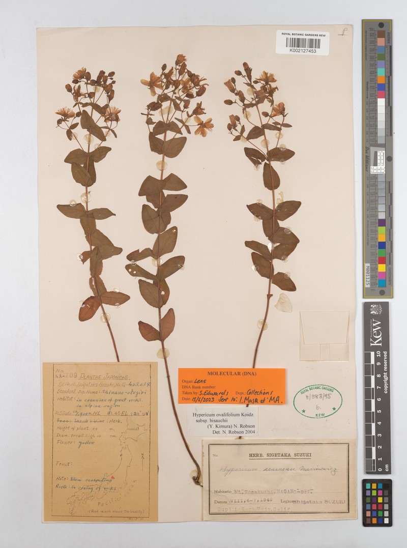 Hypericum ovalifolium