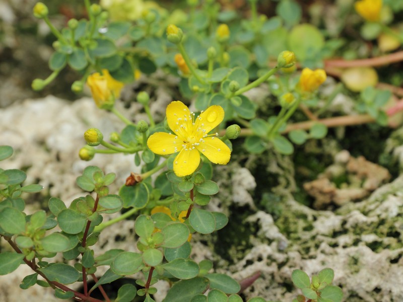 Hypericum pallens