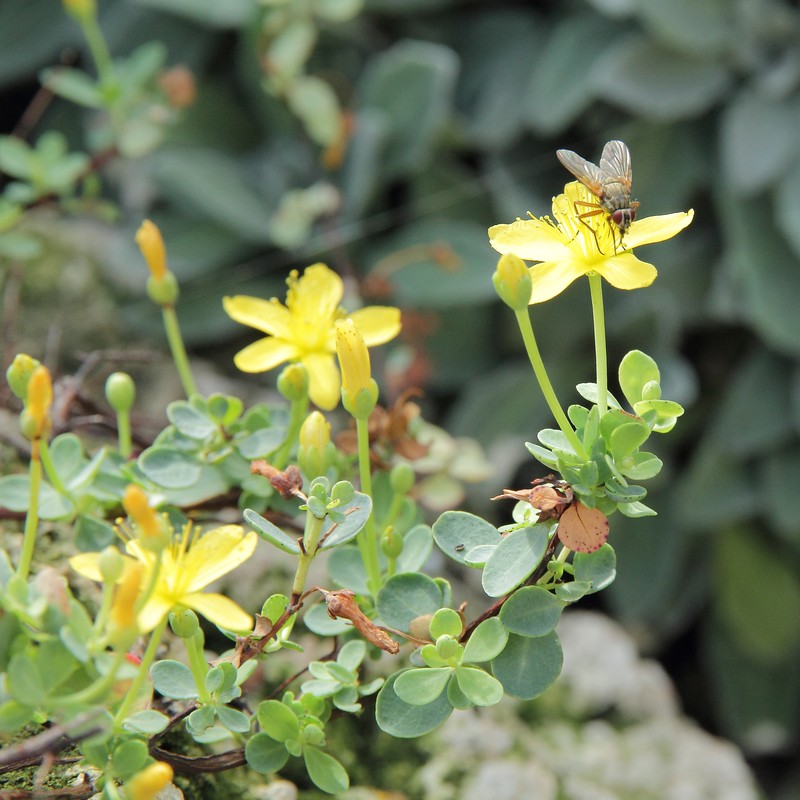 Hypericum pallens photo 2