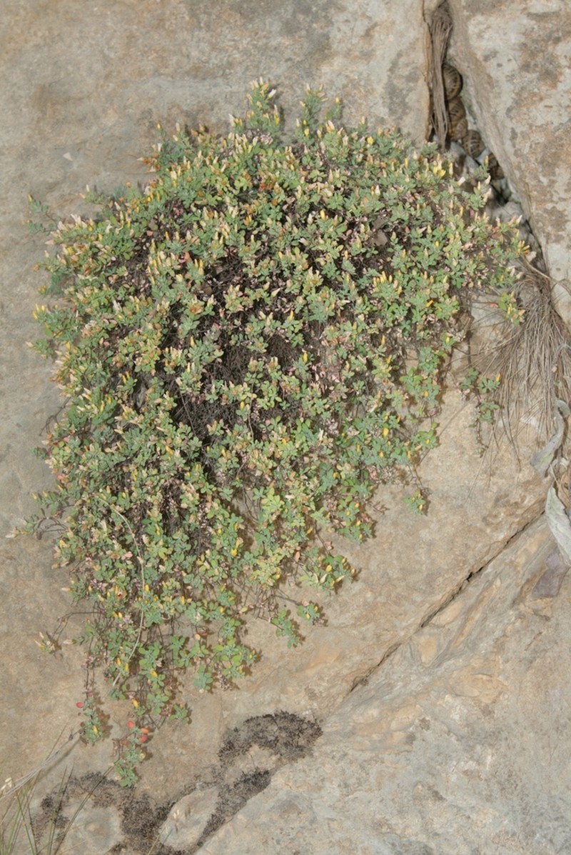 Hypericum pallens photo 3